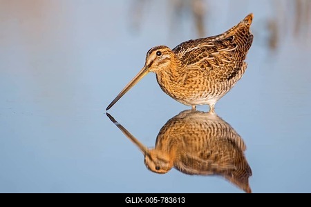 Common Snipe (Gallinago gallinago), snipe species, reflections, wetlands, Middle Elbe Biosphere Reserve, Saxony-Anhalt, Germany-stock-foto
