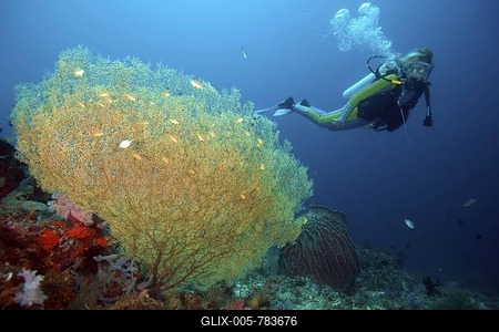 Diver in a coral reef, Padre Burgos, Southern Leyte, Philippines, Asia-stock-foto
