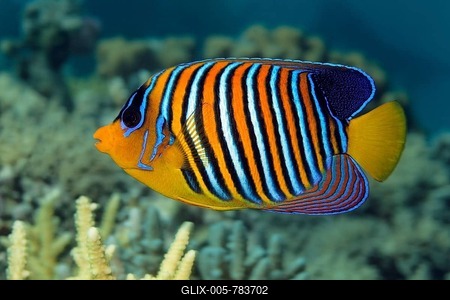 Regal Angelfish (Pygoplites diacanthus), swimming above Stony Coral (Acropora), Great Barrier Reef, UNESCO World Heritage Site, Queensland, Cairns, Australia, Pacific Ocean-stock-foto