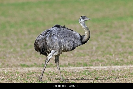 Greater Rhea (Rhea americana), male native to South America-stock-foto