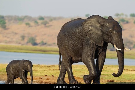 African Elephant (Loxodonta africana), female and her calf with wet skins have been crossing the Chobe River, Chobe National Park, Botswana-stock-foto