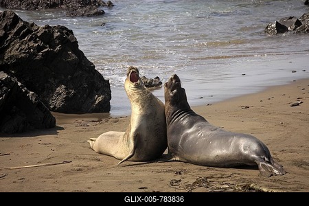 Northern elephant seal (Mirounga angustirostris), young bulls on the beach, Piedra Blancas, California, USA-stock-foto