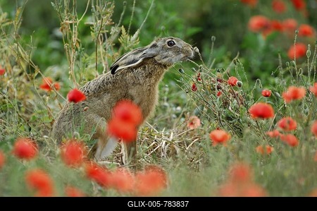 Brown Hare (Lepus europaeus) in a poppy field (Papaver rhoeas)-stock-foto