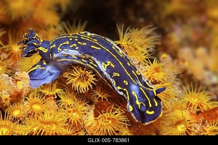 Sea Slug or Dorid Nudibranch (Hypseltodoris cantabrica), on a yellow cluster anemone, Madeira, Portugal, Europe, Atlantic, Ocean-stock-foto