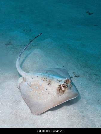 Grey stingray (maskray kuhlii) on sandy ground, Great Barrier Reef, Queensland, Cairns, Pacific Ocean, Australia-stock-foto