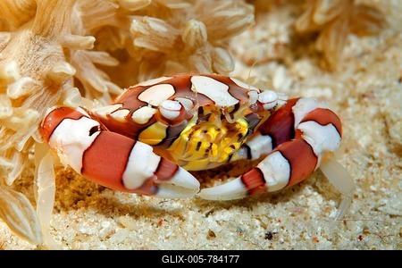 Harlequin crab (Lissocarcinus laevis) on sand beneath anemone, Great Barrier Reef, Queensland, Cairns, Pacific Ocean, Australia-stock-foto