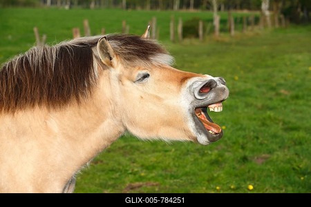 Yawning horse, Norwegian fjord horse, Schleswig-Holstein, Germany-stock-foto