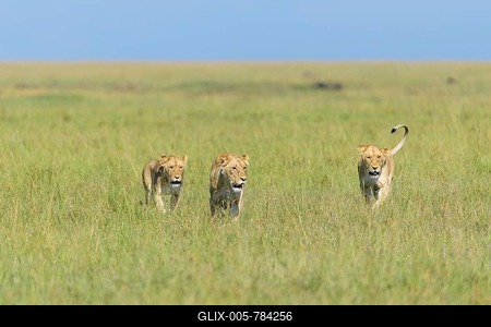 African lion (Panthera Leo), three females, Masai Mara National Reserve, Kenya-stock-foto