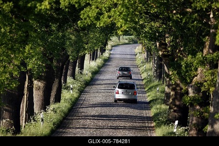 Country road, avenue, part of the Deutsche Alleenstrasse German Avenue Road, between Granitz and Putbus, Ruegen island, Mecklenburg-Western Pomerania, Germany, Europe-stock-foto