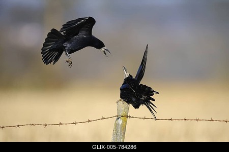 Rooks (Corvus frugilegus) on a perch, pasture fence, Swabian Alb, Baden-Wuerttemberg, Germany, Europe-stock-foto
