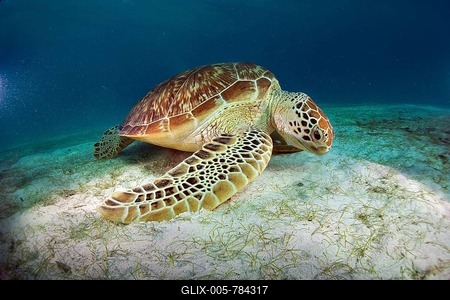 Green Sea Turtle (Chelonia mydas) eating seagrass, Balnek, Busuanga, Philippines, Asia-stock-foto