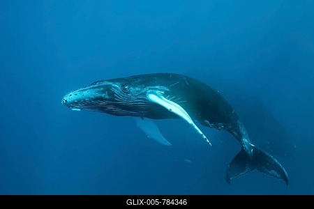 Humpback whale (Megaptera novaeangliae), young, calf, in the open sea, Silver Bank, Silver and Navidad Bank Sanctuary, Atlantic Ocean, Dominican Republic-stock-foto