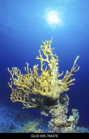 Fire coral, Millepora tenella, Coralblock, Egypt, Red Sea,-stock-foto