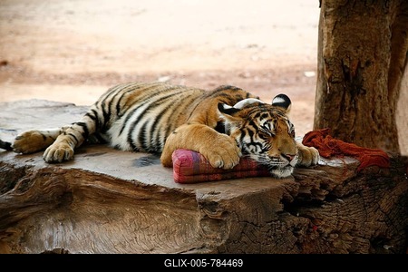 Tiger Temple or Wat Pa Luangta Bua, Indochinese Tiger (Panthera tigris corbetti) with a cushion, Kanchanaburi, Thailand-stock-foto