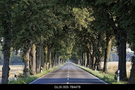 Straight alley of trees, near Letschin, Oderbruch region, Maerkisch-Oderland district, Brandenburg, Germany, Europe-stock-foto