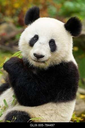 Giant Panda (ailuropoda melanoleuca)-stock-foto