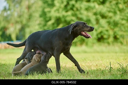 Labrador Retriever, female dog is suckling her pups on a meadow, Germany-stock-foto
