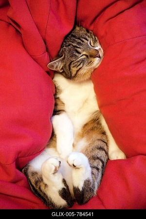 Relaxed, sleeping tomcat (Felis silvestris catus) lying in red pillow, Germany-stock-foto