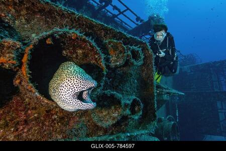 Diver looking at moray eel giant moray (Gymnothorax javanicus) in submerged wreck Shipwreck KT Mawar off the north coast of Mauritius near Grand Baie, Indian Ocean, Pereybére, Mauritius-stock-foto