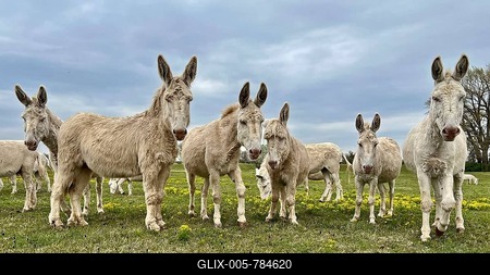 White donkey, baroque donkey, rare breed of white donkey, herd, Pannonian steppe of the Seewinkel National Park, Sandeck in the Neusiedler See National Park, Illmitz, Austria-stock-foto