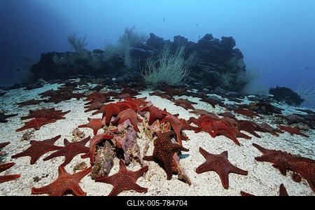 Gathering of Knobby Star Starfish (Pentaceraster cumingi) on sandy ground in front of a reef, Cousin Rock, UNESCO World Heritage Site, Galapagos archipelago, Ecuador, Pacific Ocean-stock-foto