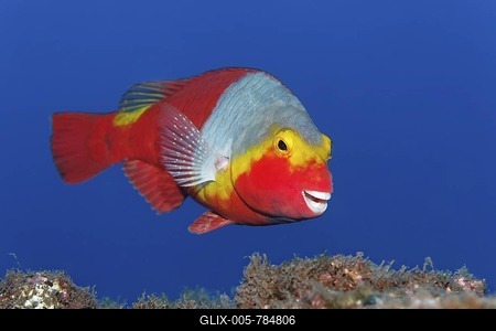 Mediterranean parrotfish (Sparisoma cretense), female swimming above rocks, Madeira, Portugal, Europe, Atlantic, Ocean-stock-foto
