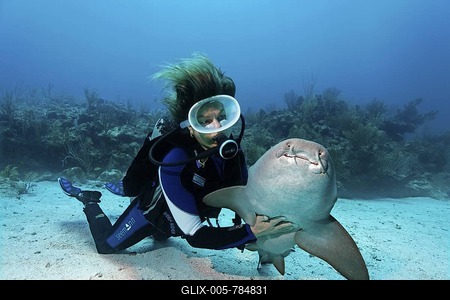 Scuba diver caressing the underside of a Nurse Shark (Ginglymostoma cirratum) in way that causes the shark to fall into a state of apathy, barrier reef, San Pedro, Ambergris Cay Island, Belize, Central America, Caribbean-stock-foto