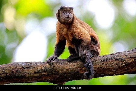 Tufted Capuchin (Cebus apella), adult watchful, captive, Occurrence South America-stock-foto