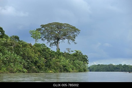Kapok tree (Ceiba pentandra), known as Ceibo in Ecuador, by the Rio Napo river near the city of El Coca, Ecuador, South America-stock-foto