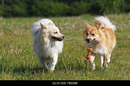 Icelandic sheepdogs (Canis lupus familiaris), two females with dog toys, running-stock-foto