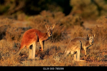 Red kangaroos (Macropus rufus), animal pair watchful, Sturt National Park, New South Wales, Australia-stock-foto