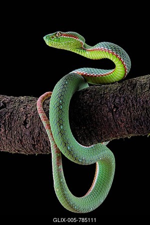 Gumprecht's Pitviper (Trimeresurus gumprechti), on a branch, captive, Asia-stock-foto