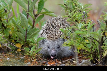 Hedgehog (Erinaceidae) drinks, Upper Austria, Austria-stock-foto