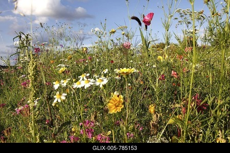 Meadow with many wild flowers in full bloom-stock-foto