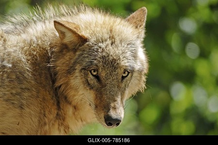 Mongolian Wolf (Canis lupus chanco)-stock-foto