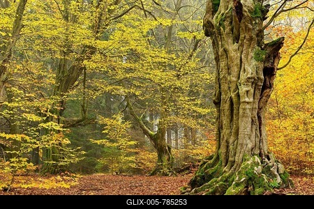 gnarled, old European hornbeams (Carpinus betulus) in autumn, Reinhardswald, Sababurg, Hesse, Germany-stock-foto