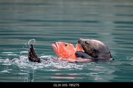 Sea otter (Enhydra lutris) eats captured fish in water, Seward, Alaska, USA-stock-foto