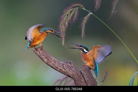 Kingfishers (Alcedo atthis), figting young birds, 	territorial fight, morning light, Middle Elbe Biosphere Reserve, Saxony-Anhalt, Germany-stock-foto