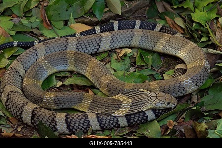 King Cobra (Ophiophagus hannah) Northen Thailande-stock-foto