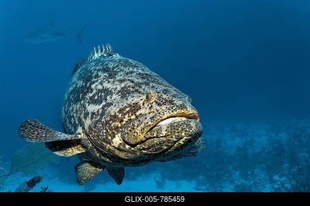 Atlantic goliath grouper fish or itajara or Jewfish (Epinephelus itajara) swimming in front of coral reef, Republic of Cuba, Caribbean Sea, Caribbean, Central America-stock-foto