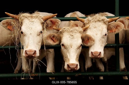 Young beef cattle standing next to one another in a stall, Illhaeusern, Alsace, France, Europe-stock-foto