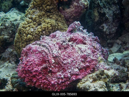 Reef stonefish (Synanceia verrucosa), one of the most venomous fish in the world, Mangrove Bay, Red Sea, Egypt, Africa-stock-foto