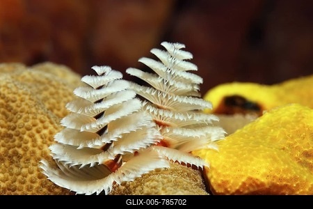 Christmastree worm (Spirobranchus giganteus), Little Tobago, Speyside, Trinidad and Tobago, Lesser Antilles, Caribbean Sea-stock-foto
