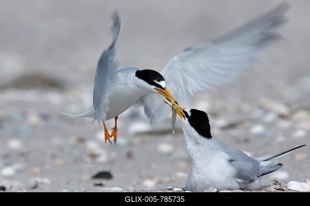 Little Tern (Sterna albifrons), feeding during courtship, supply of food to breeding partner, East Frisian Islands, East Frisia, Lower Saxony, Germany-stock-foto