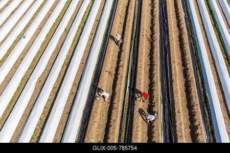 Asparagus harvest, asparagus dams, partly covered with plastic sheets, Walbeck, Niederrhein or Lower Rhine region, North Rhine-Westphalia, Germany-stock-foto