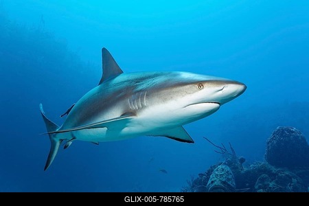 Caribbean reef shark (Carcharhinus perezi), swimming in open water above a coral reef, Republic of Cuba, Caribbean, Central America-stock-foto