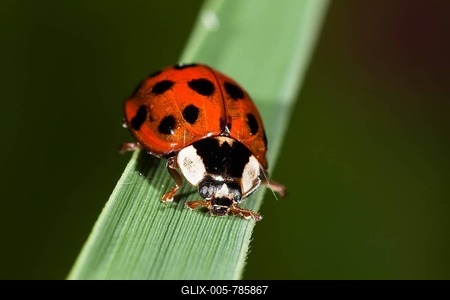 Asian Lady Beetle (Harmonia axyridis), invasive species, Upper Bavaria, Bavaria, Germany, Europe-stock-foto