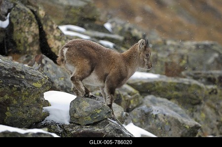Alpine ibex (Capra ibex) fawn climbing in light snow fall-stock-foto