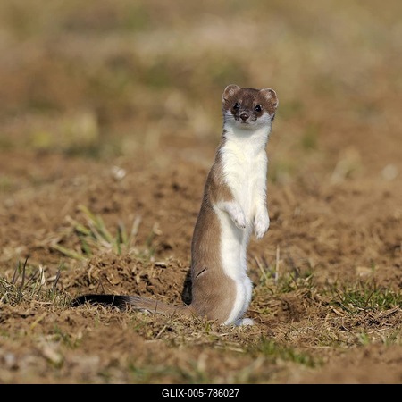 Stoat, ermine or short-tailed weasel (Mustela erminea), in summer coat, standing up, Biosphaerenreservat Schwaebische Alb biosphere reserve, UNESCO World Heritage Site, Baden-Wuerttemberg, Germany, Europe-stock-foto