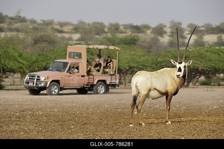 Arabian Oryx (Arabian Oryx), in front of a Safari-vehicle, Sir Bani Yas Island, Abu Dhabi, United Arab Emirates, Arabia, Near East, Orient-stock-foto